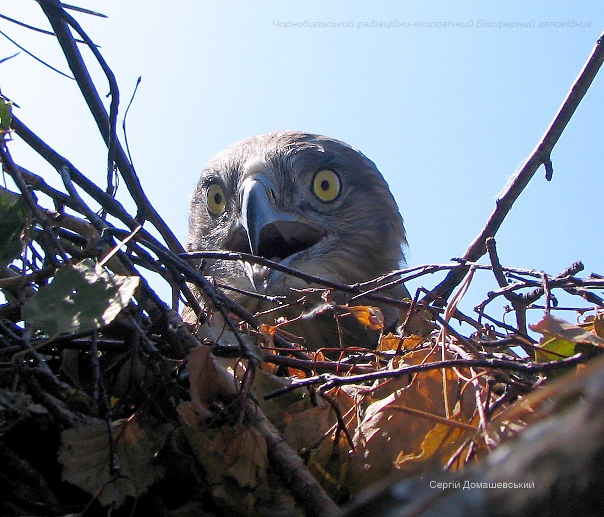 В Чернобыле показали редкостную птицу, которая проглатывает змею целиком